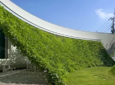 Вертикальное озеленение - необычное дизайнерское решение для оформления загородного участка