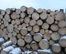 Березовые дрова чурками