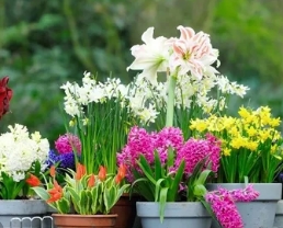 Английские садовые эксперты выбирают свои самые любимые луковичные цветы