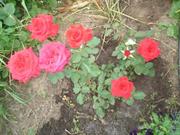 Роза и ее выращивание